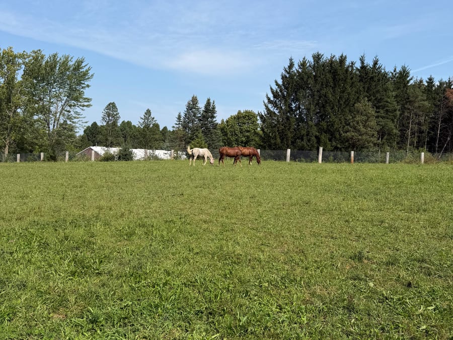Pastures and fencing at Birch Hill Farm